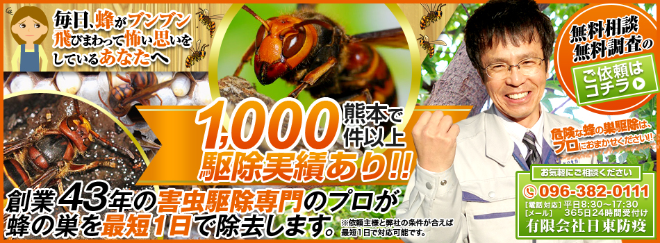 熊本で蜂の巣駆除実績1000件の害虫駆除会社　日東防疫