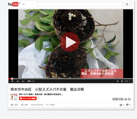 動画　熊本市中央区　スズメバチの巣撤去