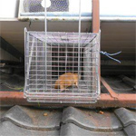 屋根裏のイタチ捕獲