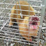 イタチ捕獲