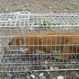 イタチ捕獲