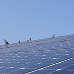 太陽光発電パネル(ソーラーパネル) フン害