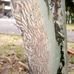 樹木に毛虫大量発生